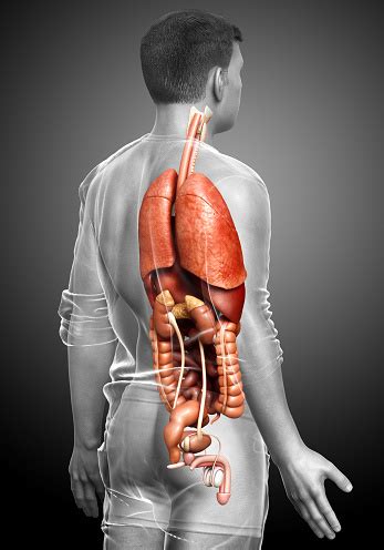 3d Rendered Medically Accurate Illustration Of Male Internal Organs ...