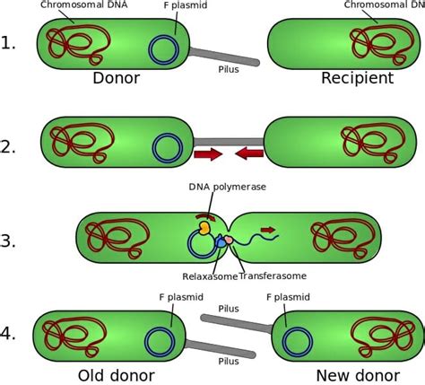 Bacterial Conjugation - Definition, Steps and Quiz | Biology Dictionary