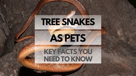 Tree Snakes as Pets: Key Facts You Need to Know - Reptiles Pets