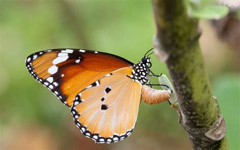 Danaus chrysippus chrysippus : Plain Tiger (ผีเสื้อหนอนใบรักธรรมดา)