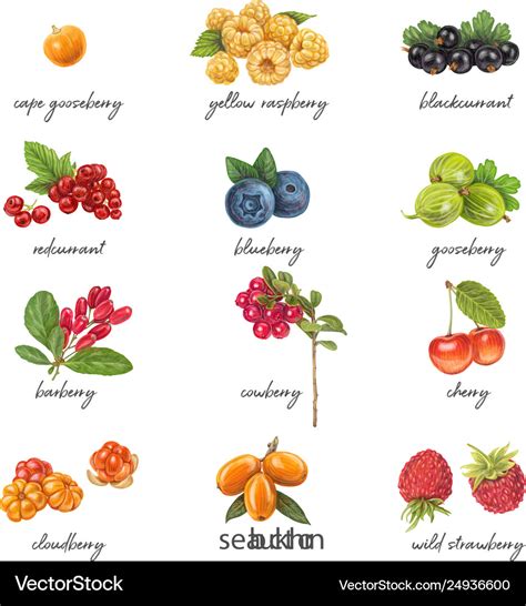 Fresh berries list with names Royalty Free Vector Image