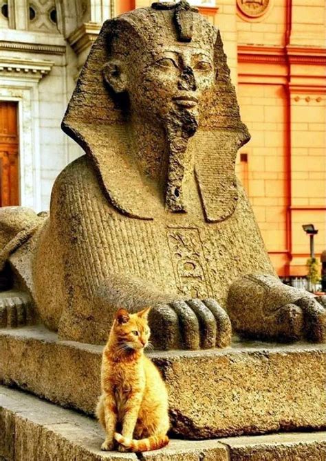 Sacred animals of ancient Egypt | Cats in ancient egypt, Animals, Ancient egypt