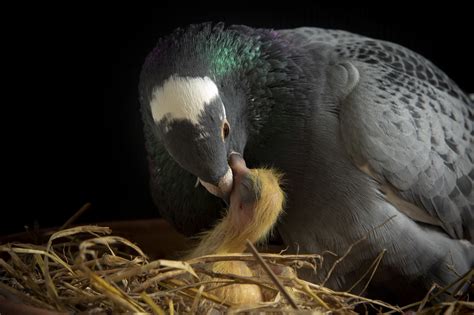 Pigeons Make Milk | BirdNote