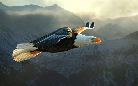 Bald Eagle Flying. - https://www.highdefwallpaper.com/animals/bald ...