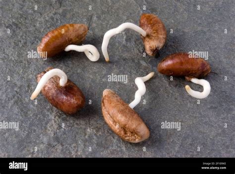 Germinating Date Palm Seeds Stock Photo - Alamy