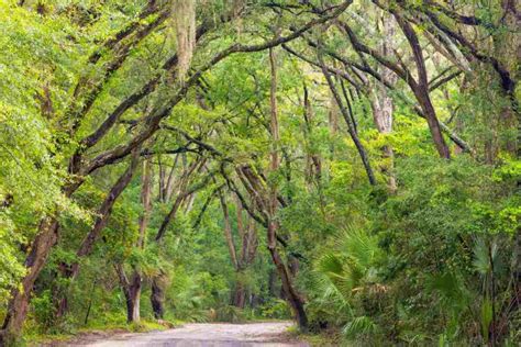 15 of the Best Trails for Hiking in South Carolina - Beyond The Tent