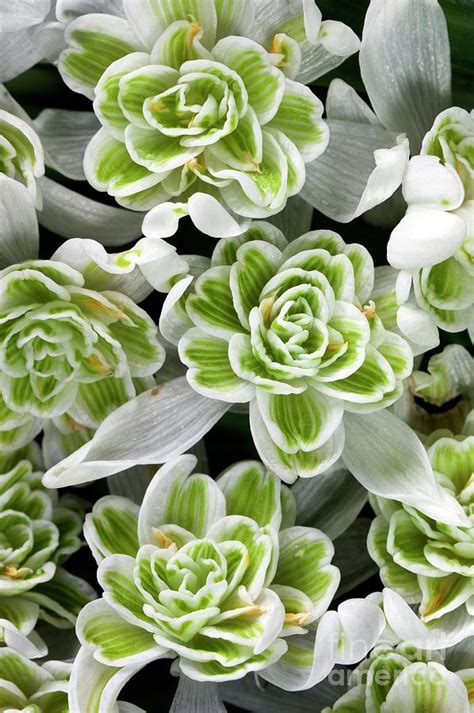 Galanthus Nivalis \flore Pleno\' Flowers' Photograph by Dr Jeremy Burgess/science Photo Library ...