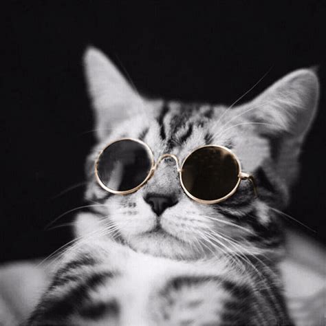 Cute Cool Cat Glasses UV Sunglasses Eye Protection Small Dog Kitty Kitten Toys | eBay