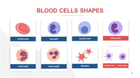 Circulatory System PowerPoint Template - SlideModel