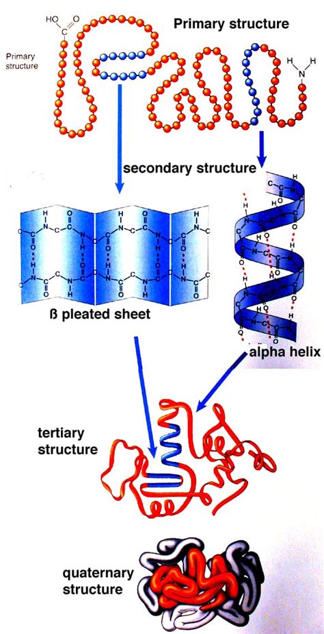 Protein Structures: Primary, Secondary, Tertiary, Quaternary ...