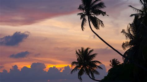 Palm trees at sunset HD desktop wallpaper : Widescreen : High Definition : Fullscreen