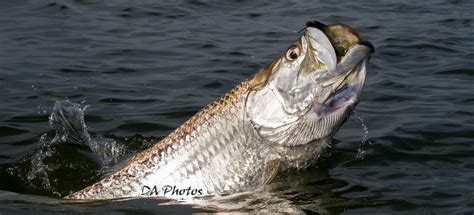 Sanibel Island Tarpon Fishing - Sanibel Fishing Charters