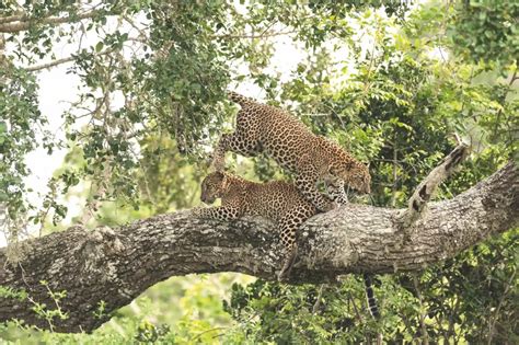 Sri Lanka: The Land of the Leopard - Explore Sri Lanka