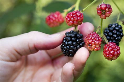 Picking Blackberries | Kellogg Garden Organics™