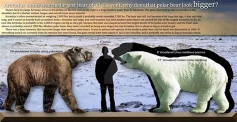 Short Faced Bear was NOT even close to the biggest bear ever | Fandom