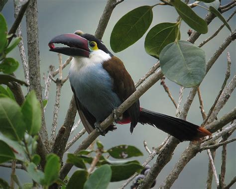 Let's do Some Zoology! - Black-billed Mountain Toucan (Andigena...