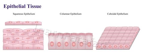 Animal tissue and its functions | Learnfatafat Class 9 Chapter 6 Tissues