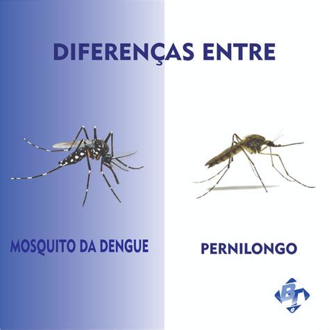 Diferenças entre Mosquito da Dengue e Pernilongo