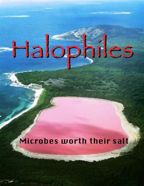 Halophiles by Kenneth Noll - Issuu