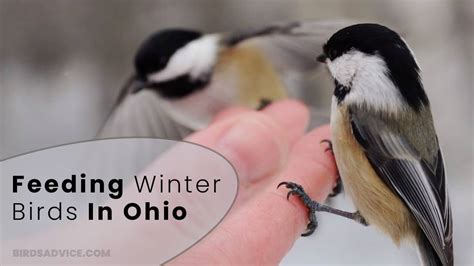 Feeding Winter Birds In Ohio | Birds Advice