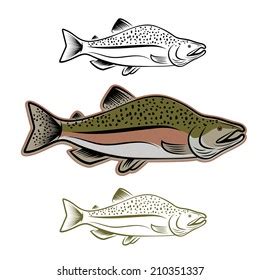 Salmon Fish Illustration Set Stock Vector (Royalty Free) 210351337 | Shutterstock