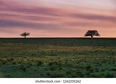 Pampas Plain Landscape La Pampa Argentina Stock Photo 1262235262 | Shutterstock