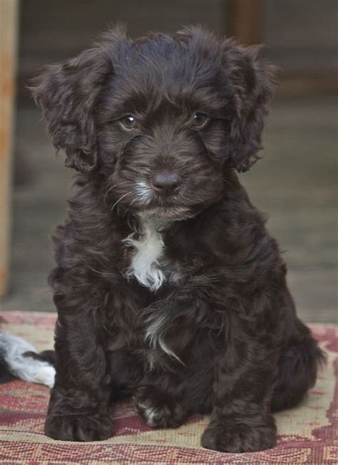 Cockapoo (also known as Spoodle, Cockerpoo, Cockadoodle) | Dogs ...