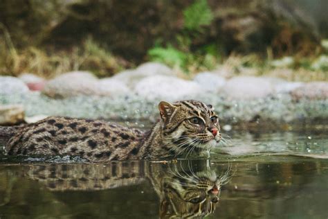 Can Cats Swim? | Pet Love That