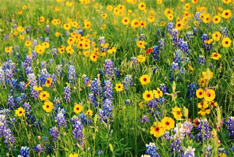 wildflower field | Wild flowers, Nature photos, Nature