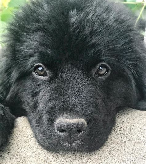 Newfoundland Puppy @mothenewf | Newfoundland puppies, Puppies, Labrador ...