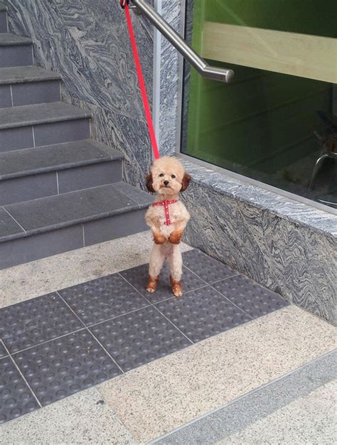 15 Funny Photos Of Dogs Standing Awkwardly - Page 2 of 2