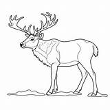 Caribou coloring Pages – Coloring Corner sketch template