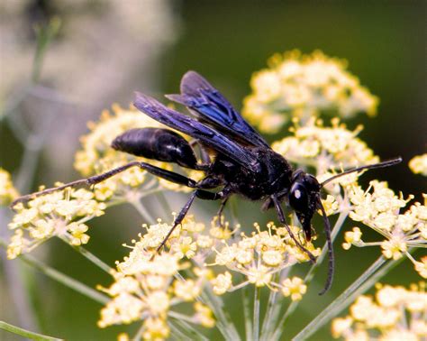 Great Black Wasp - Spirit Animal Totems