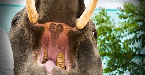 Do Elephants Have Teeth? Their Dentition and Tusks Explained - A-Z Animals