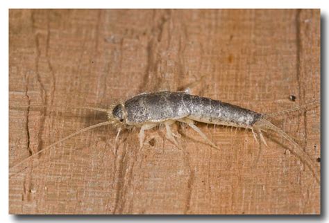 Giant European Silverfish - Lochman TransparenciesLochman Transparencies