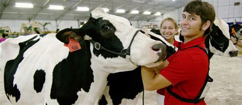 Miami-Dade County Fair and Exposition - Open Cattle Shows