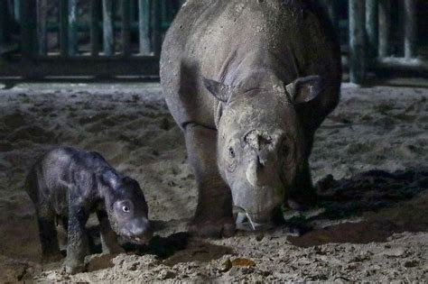 Critically endangered baby Sumatran rhino born in Indonesia