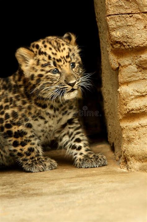 Baby leopard stock image. Image of face, male, animal - 13536253