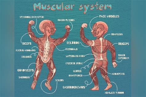 13 Muscle Facts For Kids, Types, Diagram, And Parts