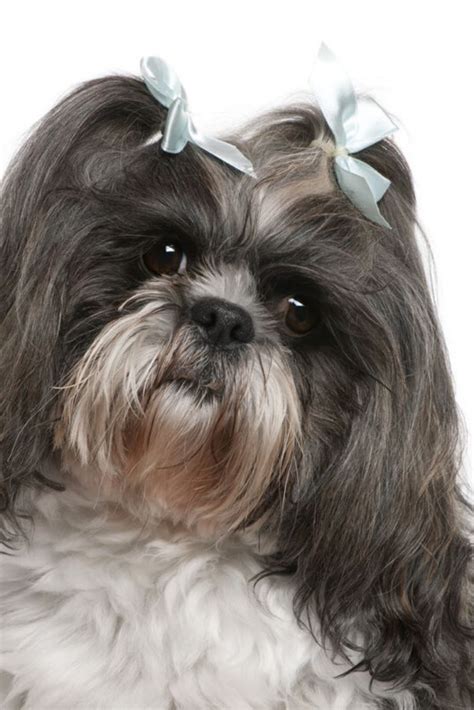 Shih tzu with blue bows in hair, 4 years old, in front of white background #shihtzu | Shih tzu ...