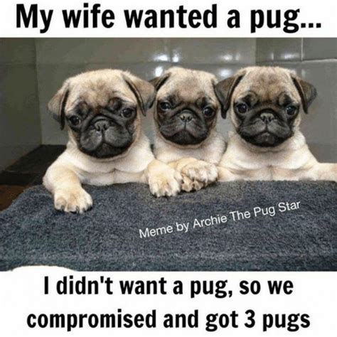 101 Cute Pug Memes - "My wife wanted a pug...I didn't want a pug, so we compromised and got 3 ...