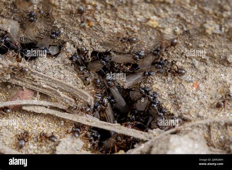 Flying ants, lasius niger, nest - macro shot Stock Photo - Alamy