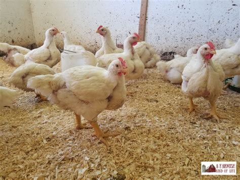 Feeding Cornish Cross Chickens: How Much Should They Eat? - A Farmish Kind of Life