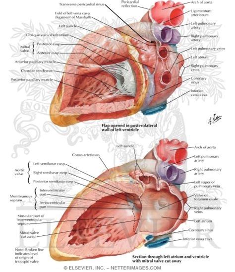 Left Atrium and Left Ventricle