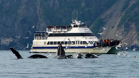 11 Awesome Things to Do in Seward, Alaska | Kenai fjords national park ...