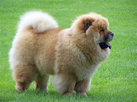 Breed Spotlight: Chow Chow | DogVacay Official Blog