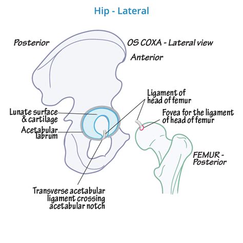 Hip Joint Anatomy Ligaments