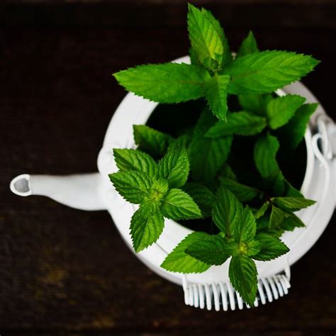 Is Peppermint Oil Good for Hair Growth? | The Hair Fuel Blog