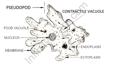 Amoeba - Definition, Structure and Characteristics of Amoeba