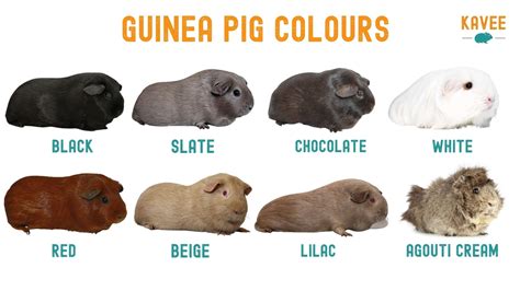 The Ultimate Guide to Guinea Pig Breeds, Markings and Colors (2024)